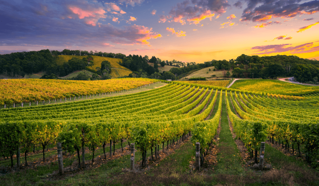Eco-Friendly Practices in Champagne Production
