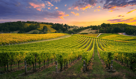 Eco-Friendly Practices in Champagne Production