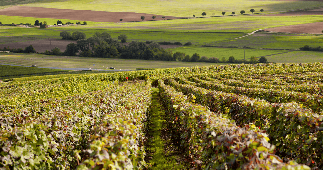 Sparkling Wine Regions Around the World: The Ultimate Guide to Bubbly by Region