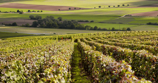 Sparkling Wine Regions Around the World: The Ultimate Guide to Bubbly by Region