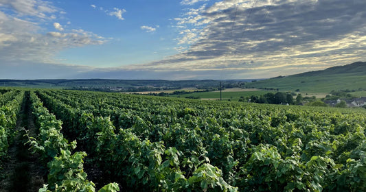 The Champagne Region of France: Uncorking Tradition, Terroir, and Timeless Elegance
